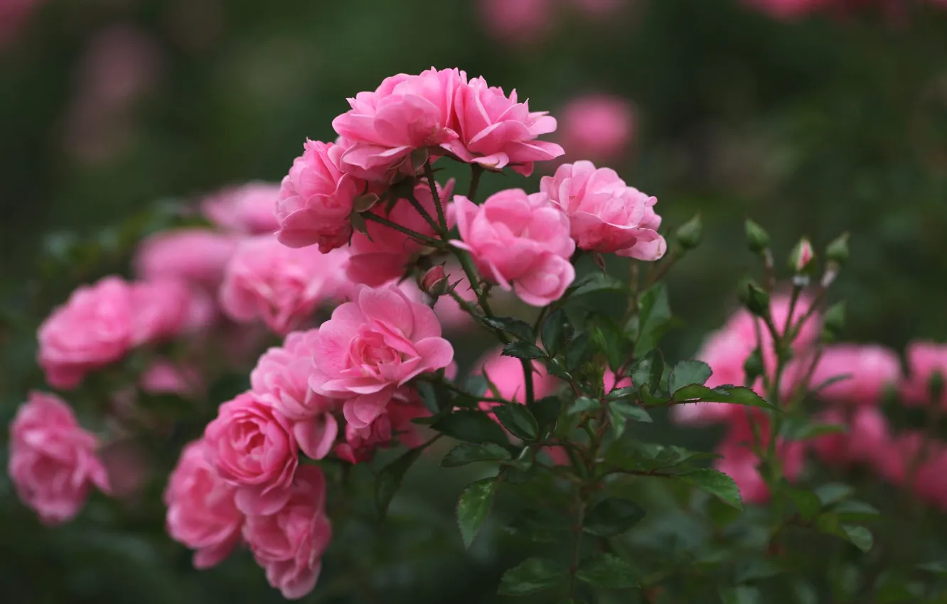 Photo wallpaper roses, petals, blur, pink, buds