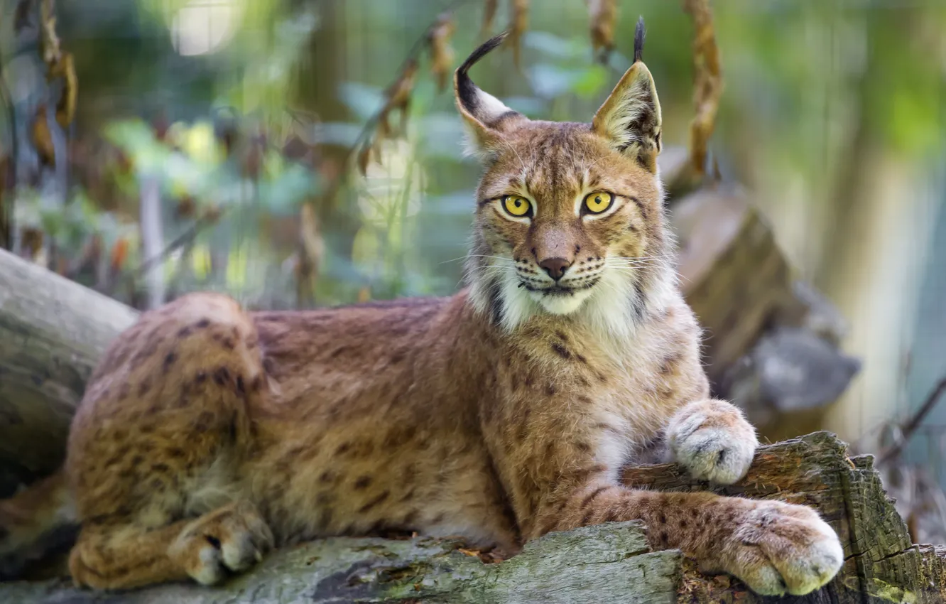 Photo wallpaper cat, lynx, ©Tambako The Jaguar