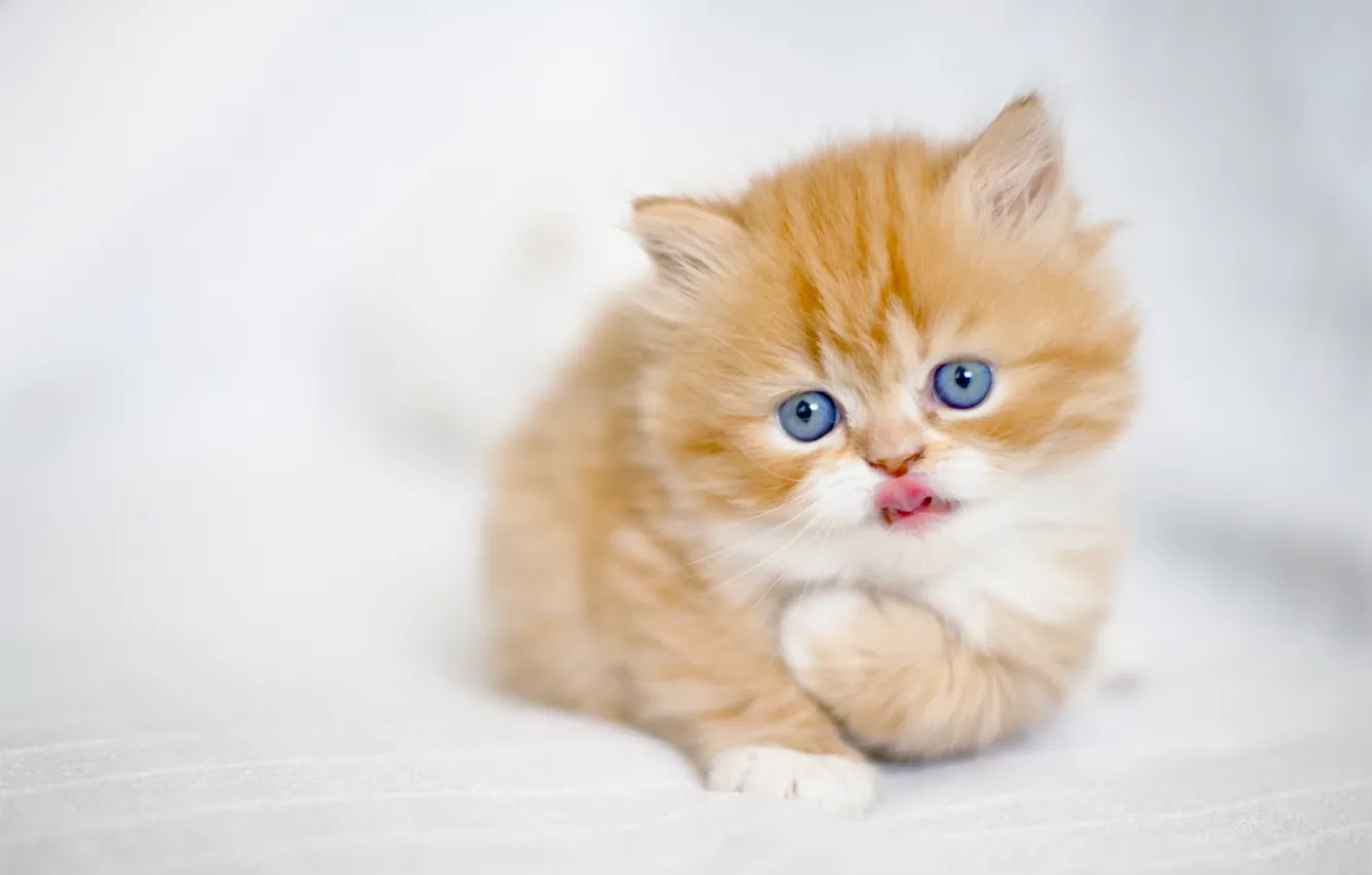 Photo wallpaper baby, red, kitty, ginger kitten