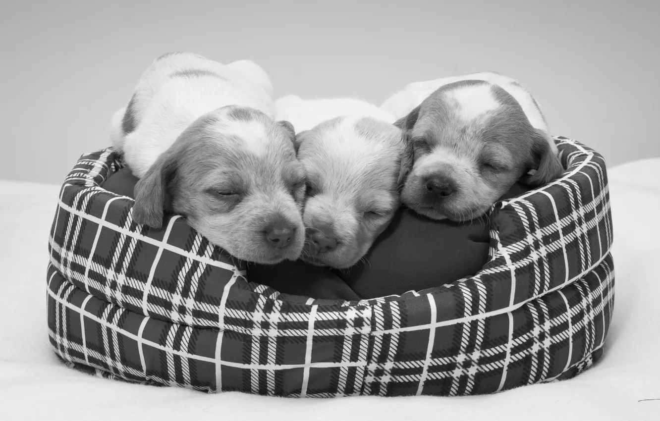 Photo wallpaper sleeping, puppy, black and white