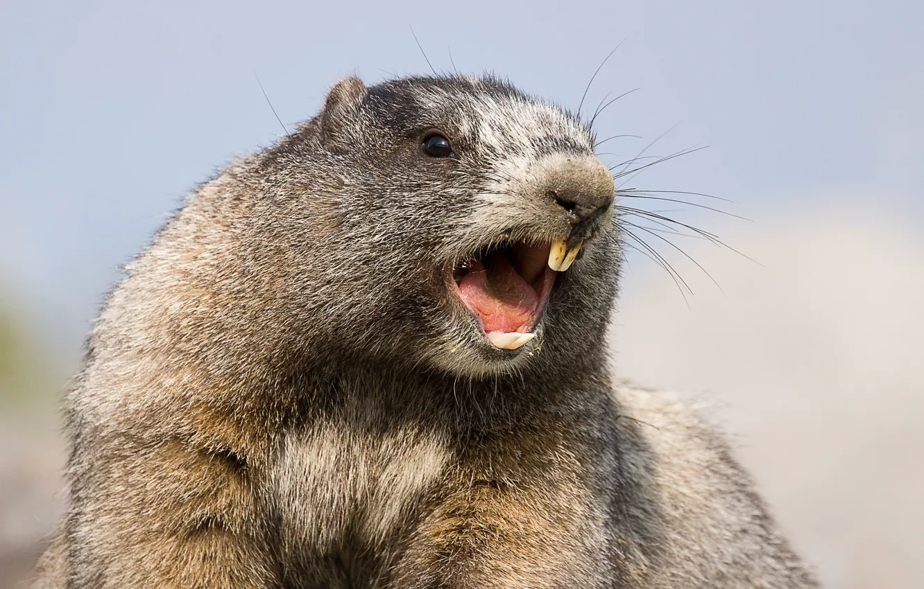 Photo wallpaper teeth, marmot, rodent, Hoary marmot