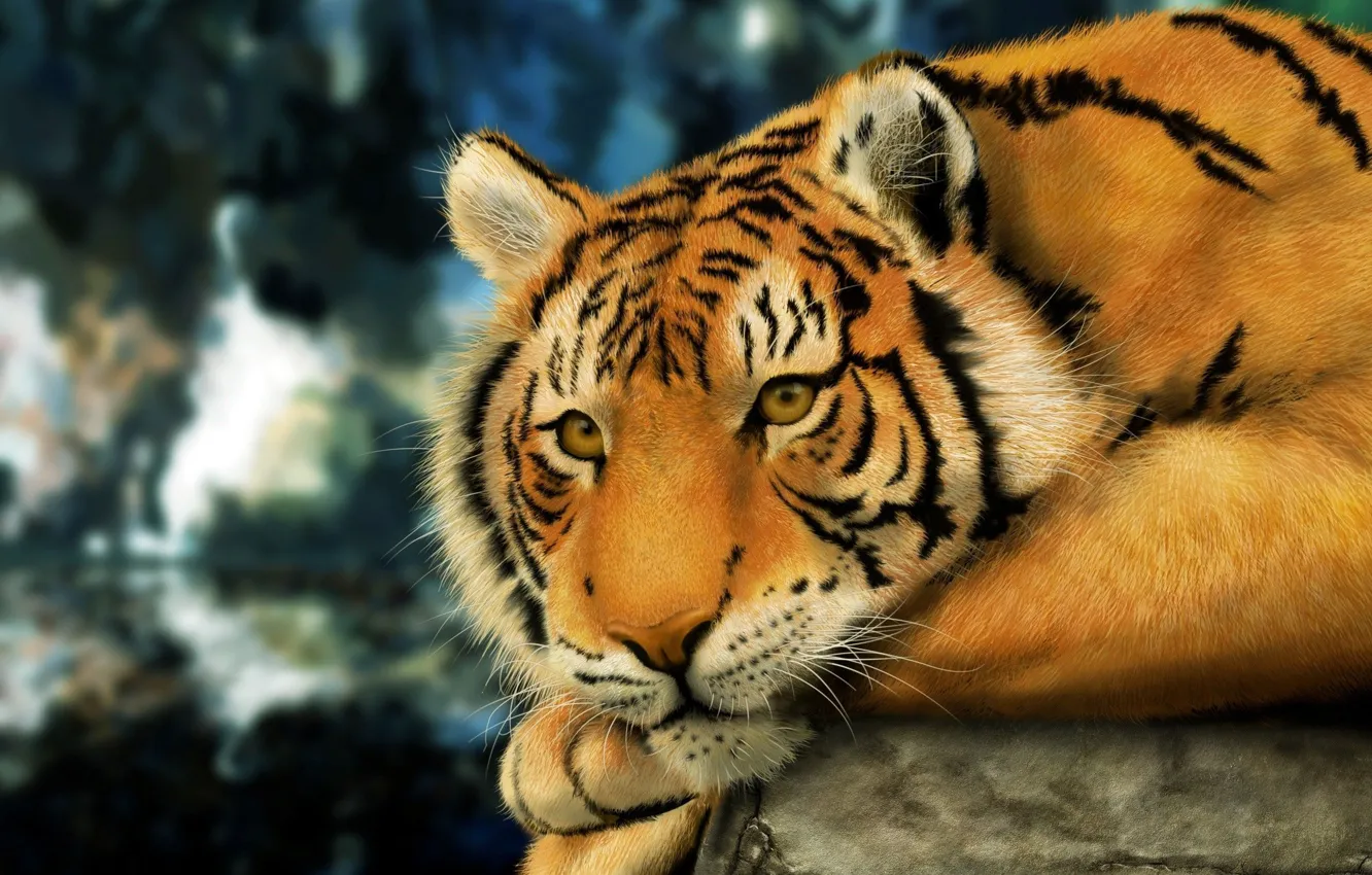Photo wallpaper look, tiger, pose, stones, wool