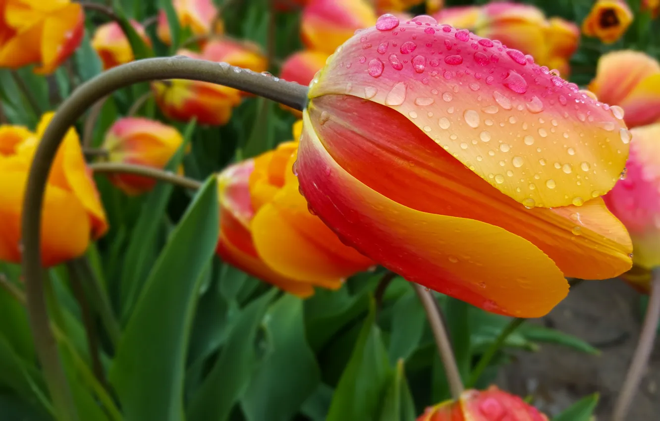 Photo wallpaper flower, drops, macro, orange, Tulip, spring, stem, Bud