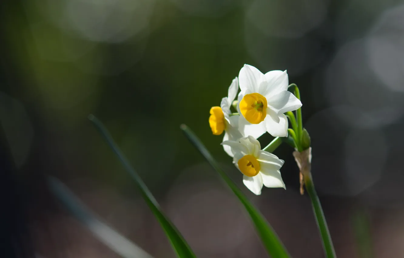 Photo wallpaper daffodils, three flowers, blur bokeh