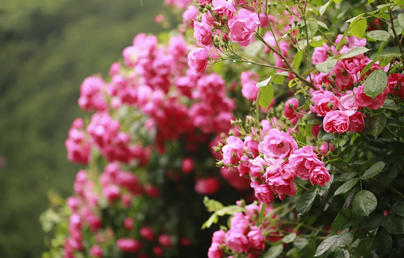 Photo wallpaper flowers, roses, pink, rose Bush