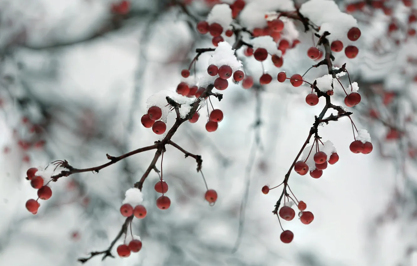 Photo wallpaper nature, berries, branch