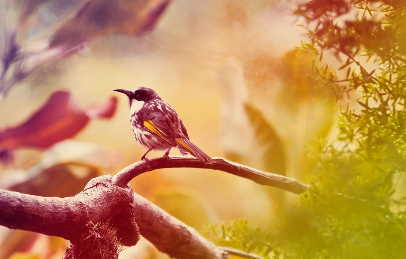 Photo wallpaper animal, bird, bird, animal