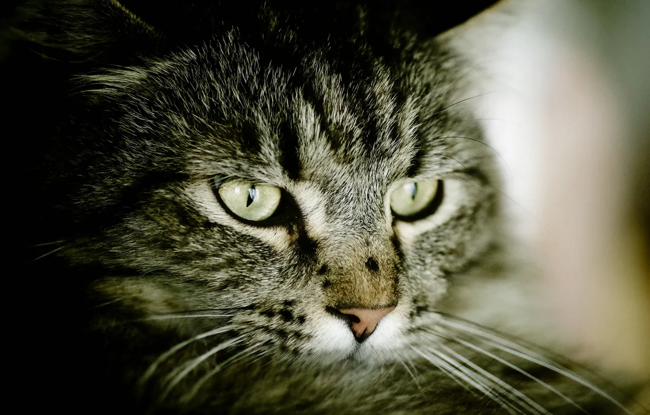 Photo wallpaper cat, look, grey, striped