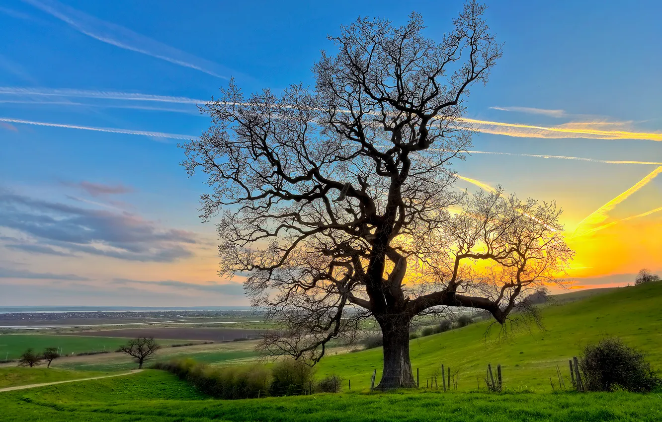 Photo wallpaper field, the sky, clouds, sunset, nature, tree