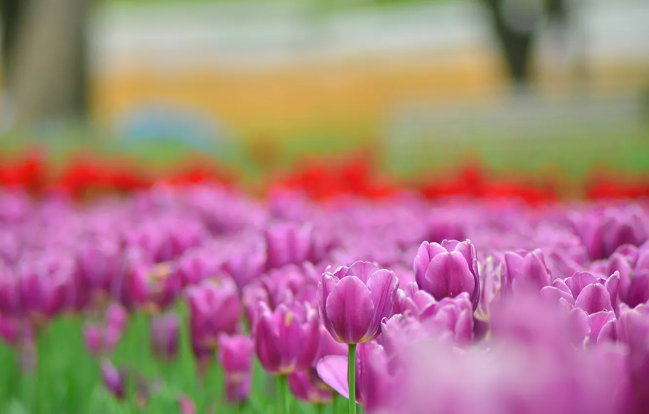Photo wallpaper flowers, bright, spring, blur, tulips, pink, buds, lilac