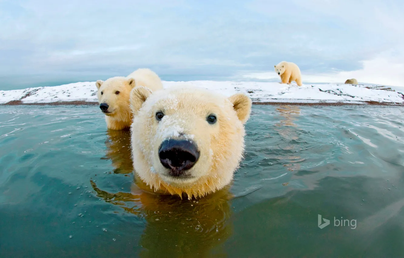Photo wallpaper sea, the sky, bear, polar bear, Arctic