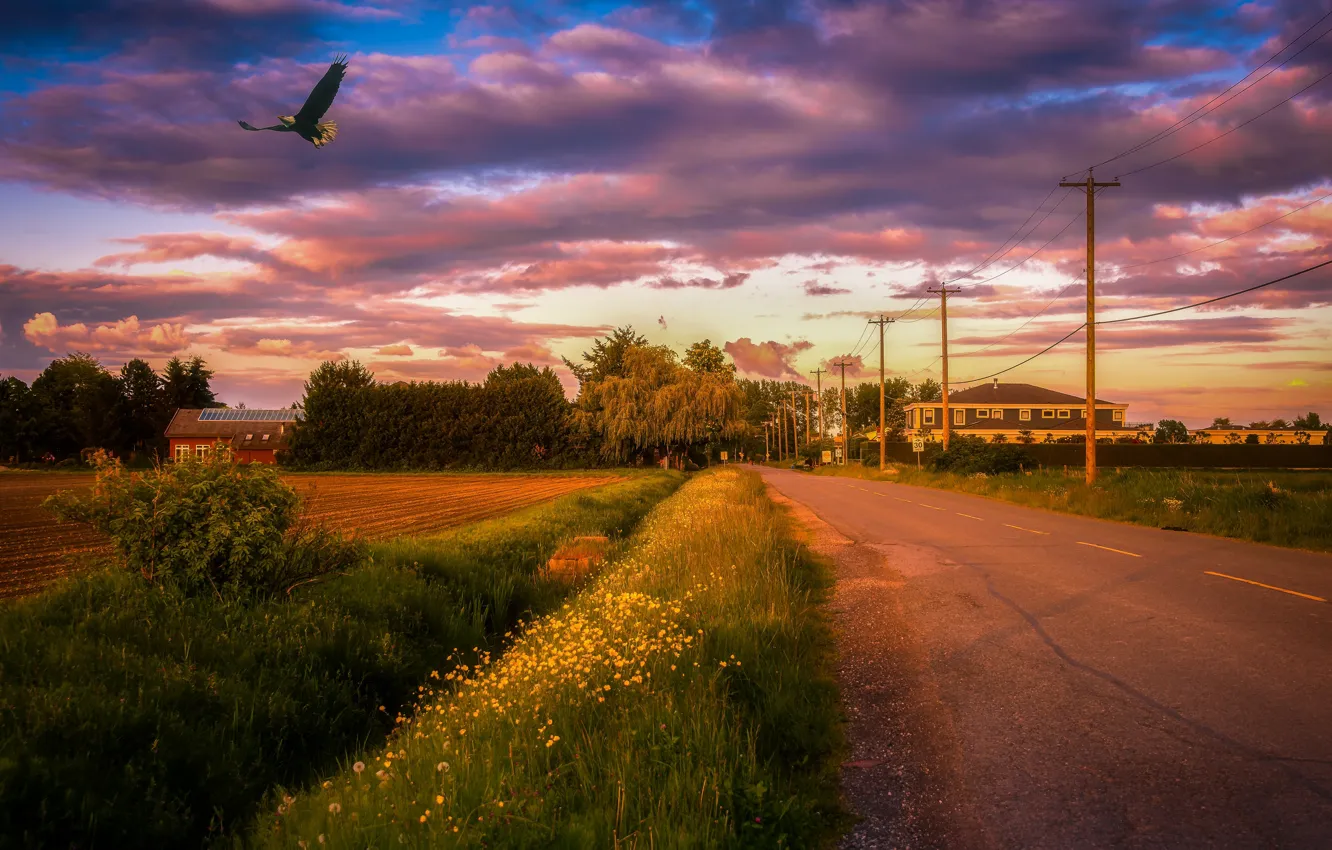 Photo wallpaper road, province, field, bird, clouds, eagle, house