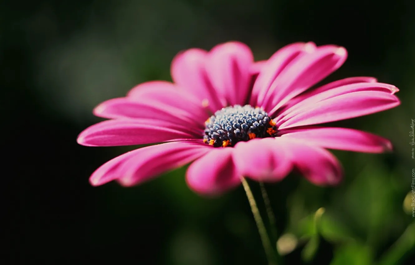 Photo wallpaper macro, petals, gerbera