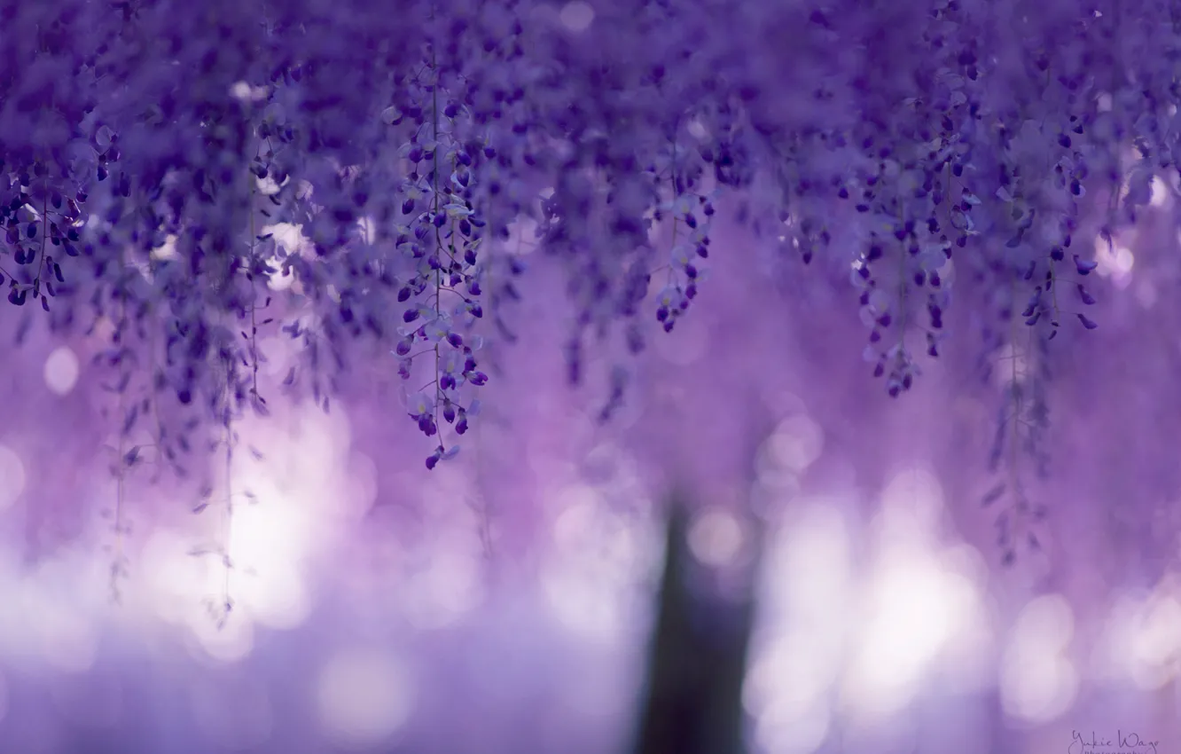 Photo wallpaper macro, flowers, glare, blur, purple, lilac, bokeh, Wisteria