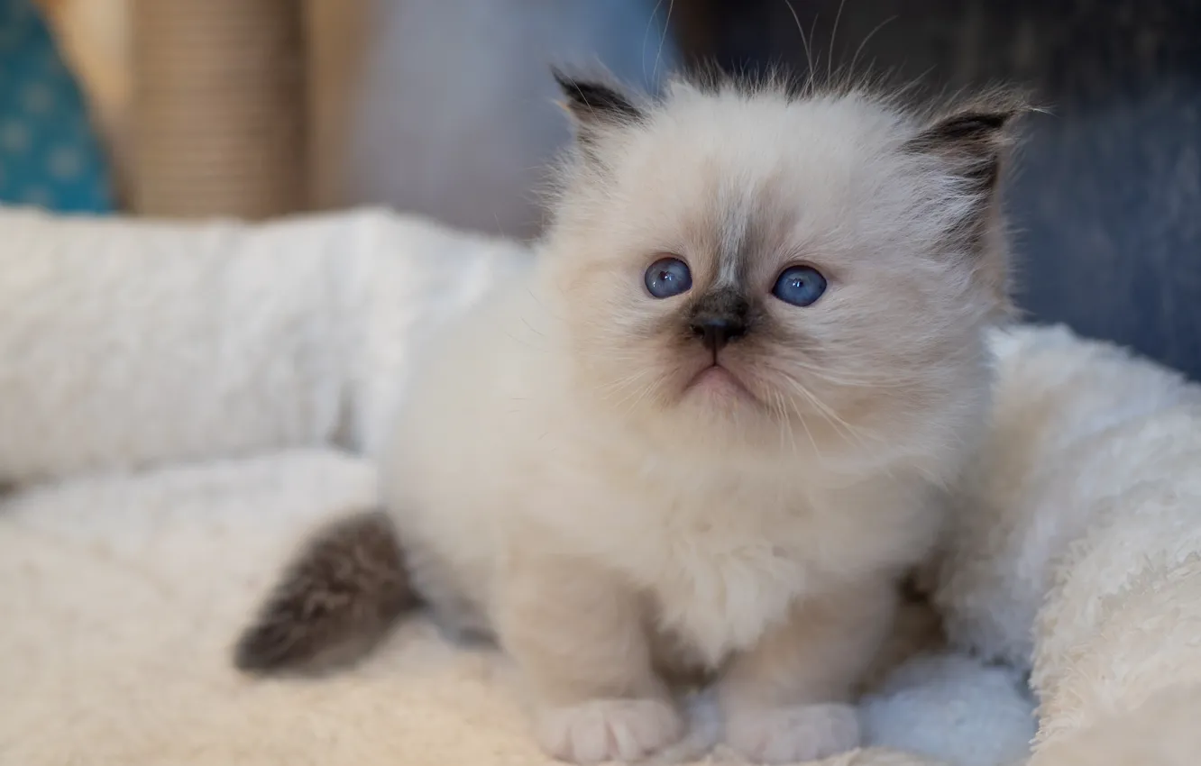 Photo wallpaper cat, white, look, pose, portrait, baby, muzzle, kitty