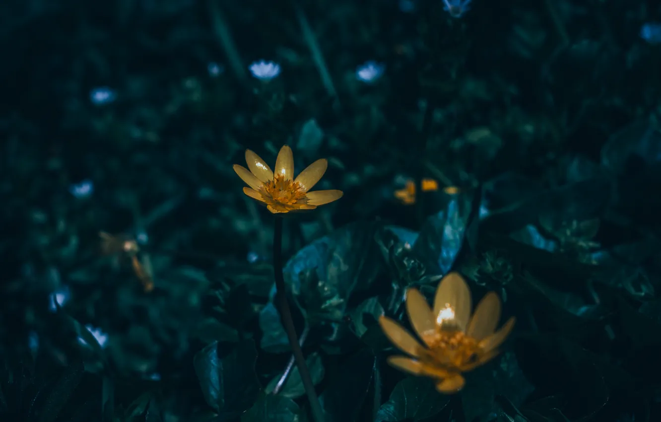 Photo wallpaper crocuses, Helios, Lightroom