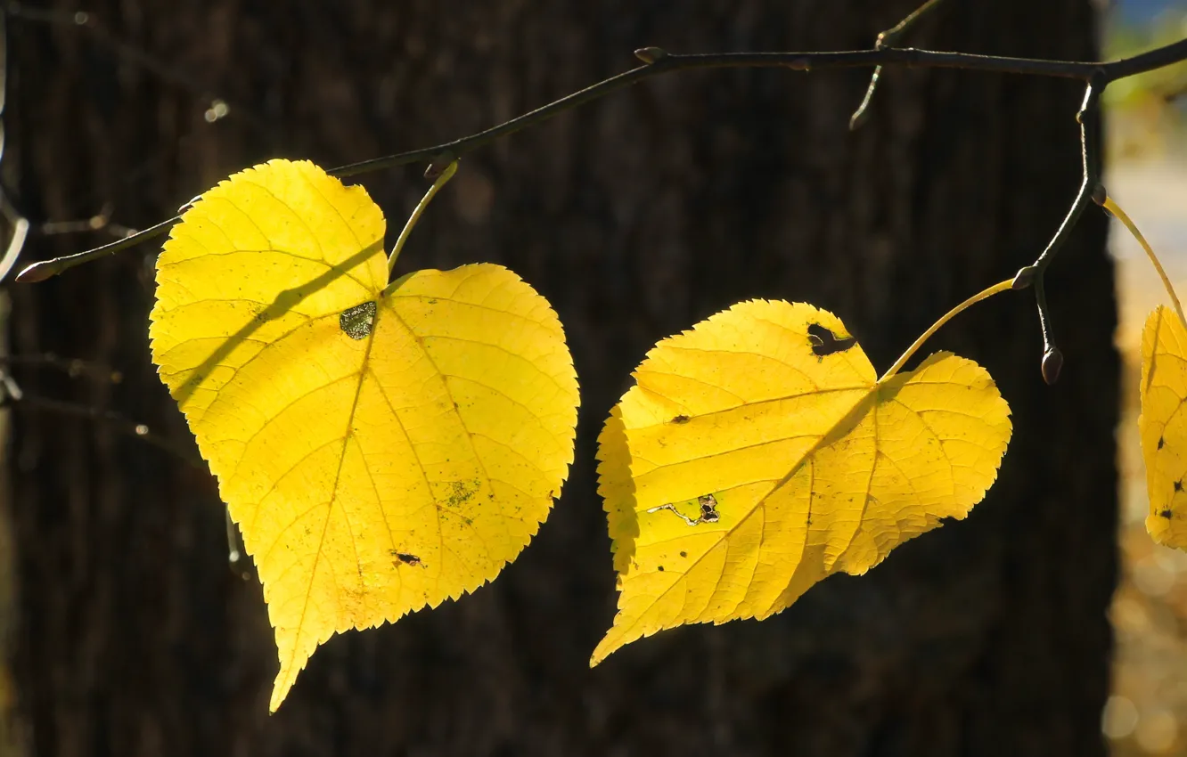 Photo wallpaper yellow, autumn, leaf