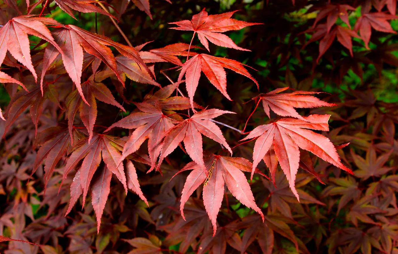 Photo wallpaper red, leafs, twig