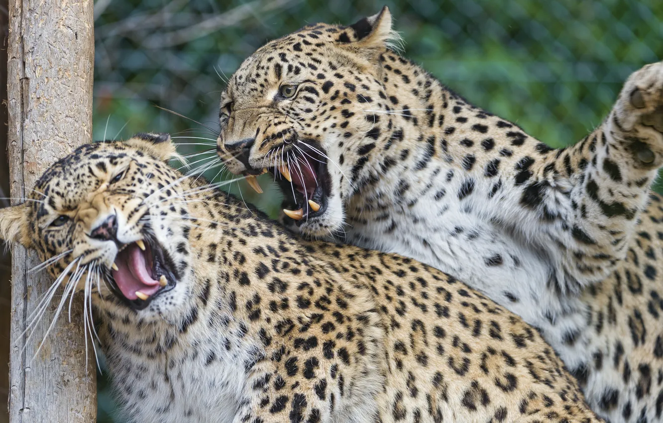 Photo wallpaper cats, pair, fangs, grin, leopards, Persian, ©Tambako The Jaguar