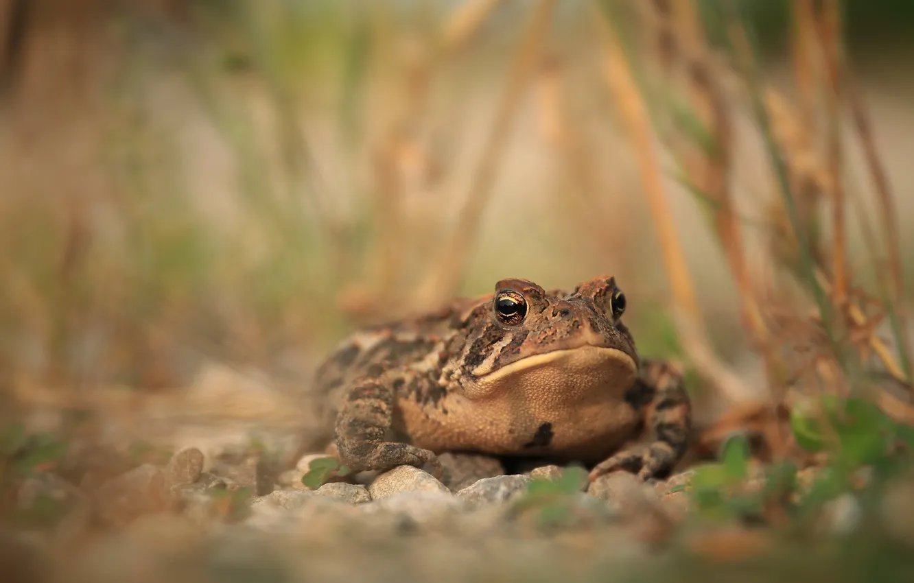 Photo wallpaper look, stones, background, frog, stem, toad, blurred