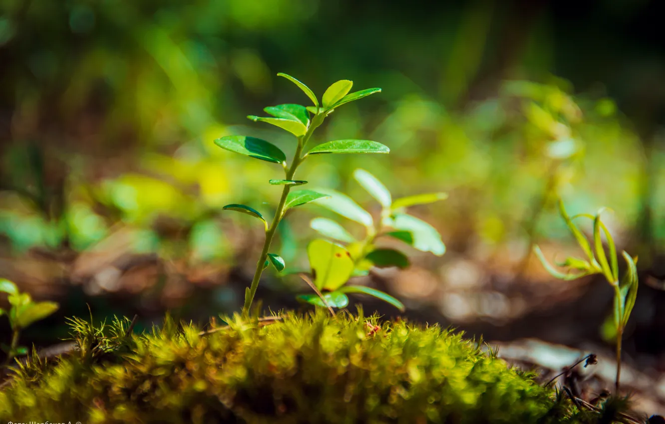 Photo wallpaper greens, forest, grass, macro, nature, moss, beauty, blueberries