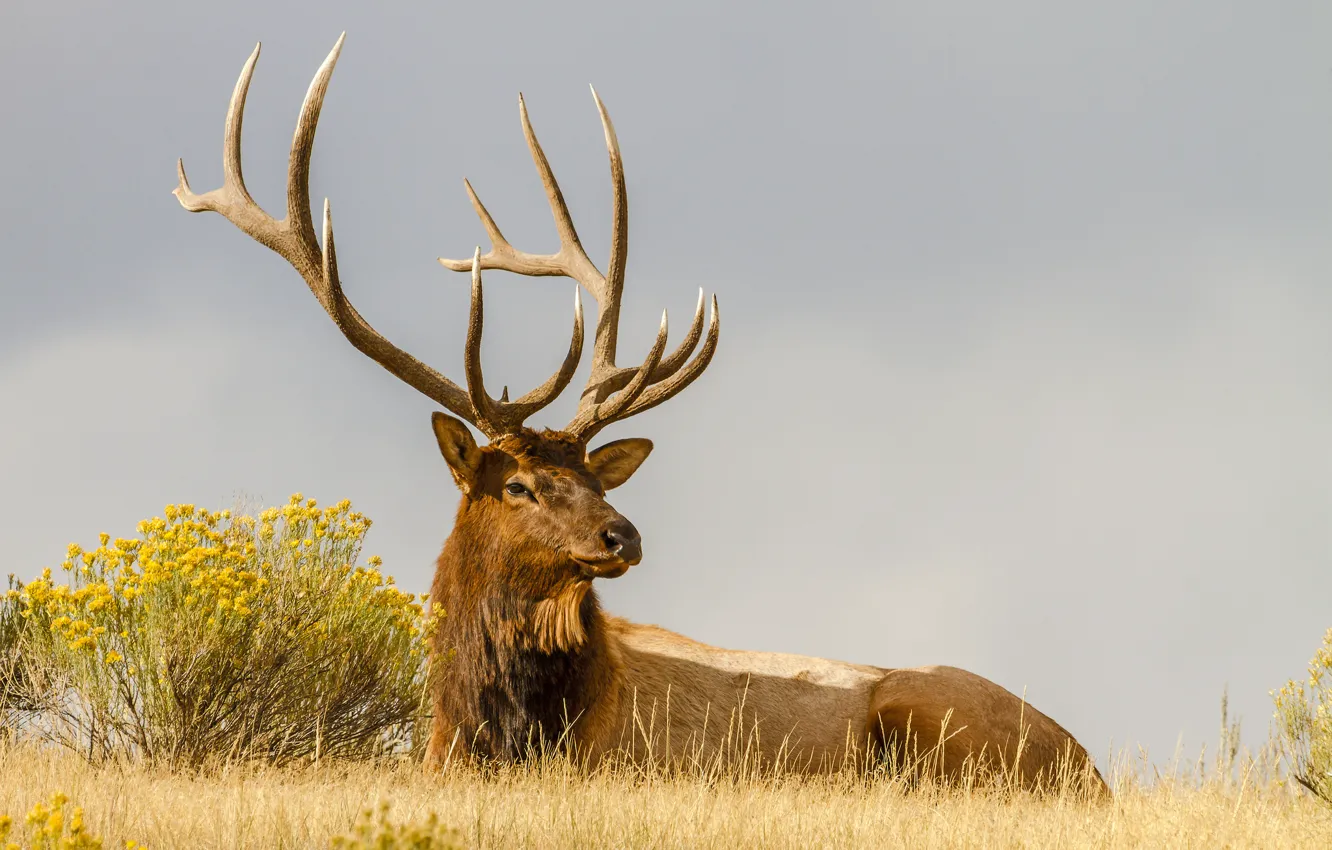 Photo wallpaper deer, horns, the bushes