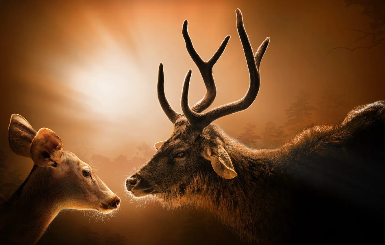 Photo wallpaper portrait, look, rays, male, light, DOE, nature, treatment