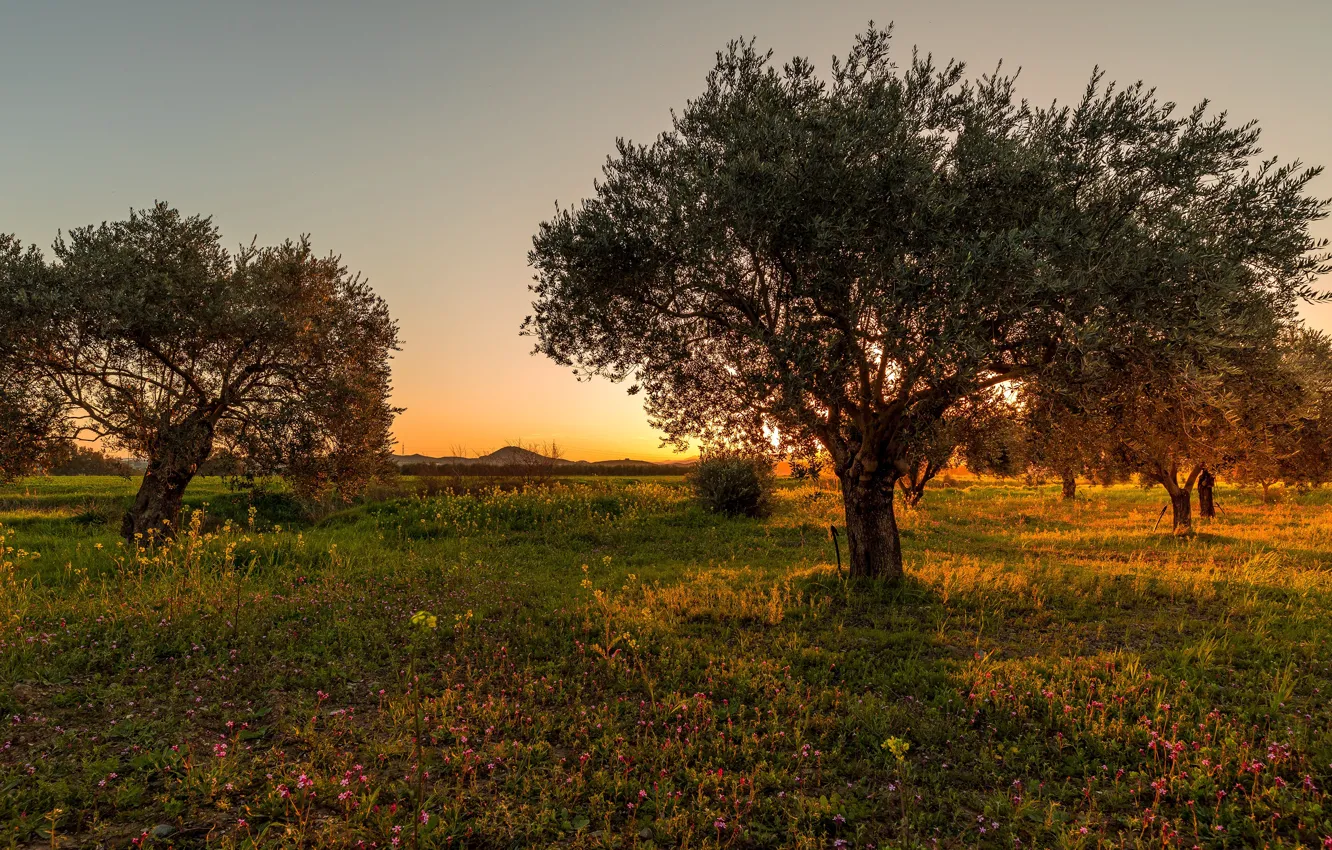 Photo wallpaper field, summer, trees, sunset, the evening, meadow