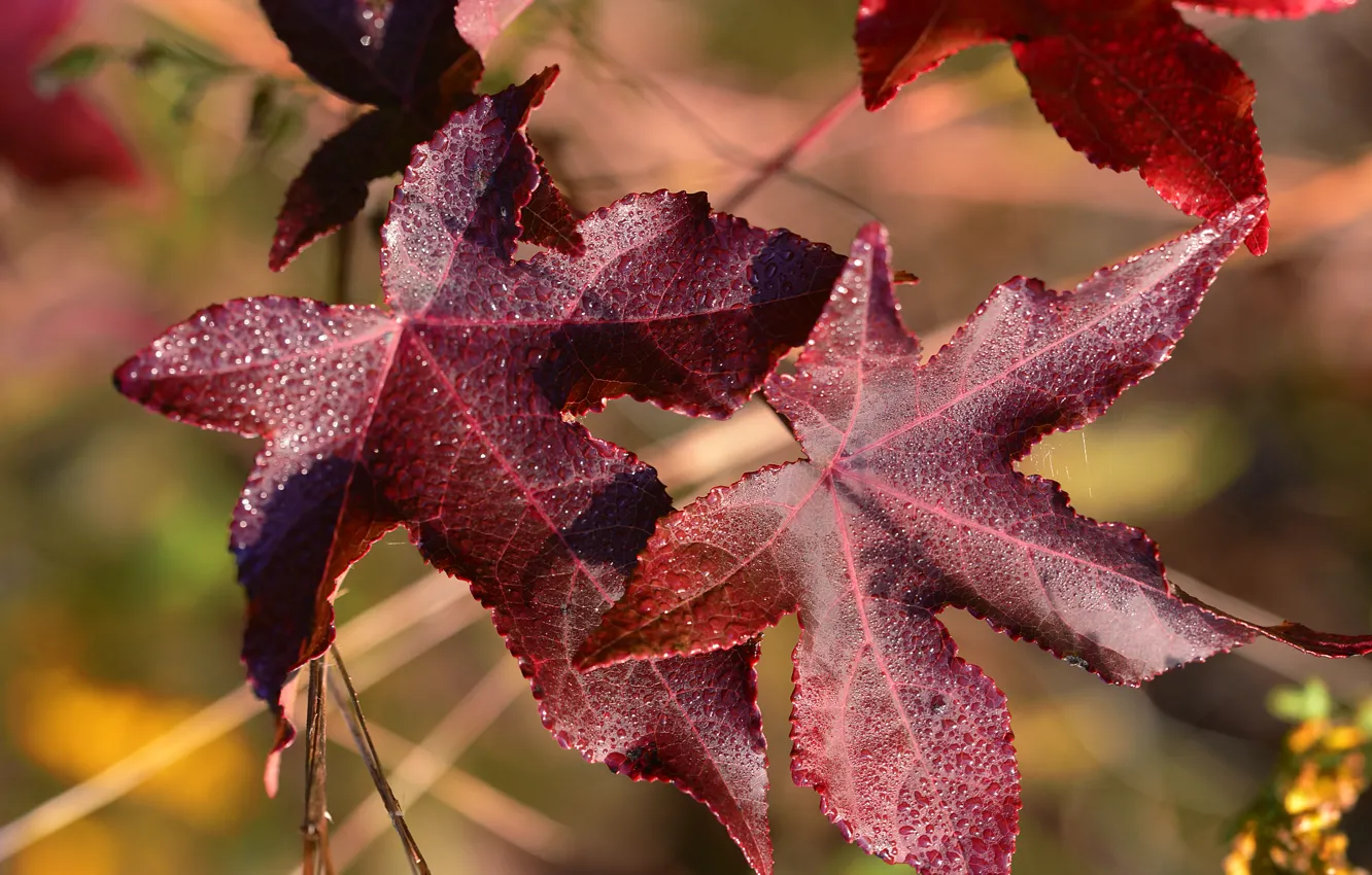 Photo wallpaper autumn, leaves, water, drops, macro, nature