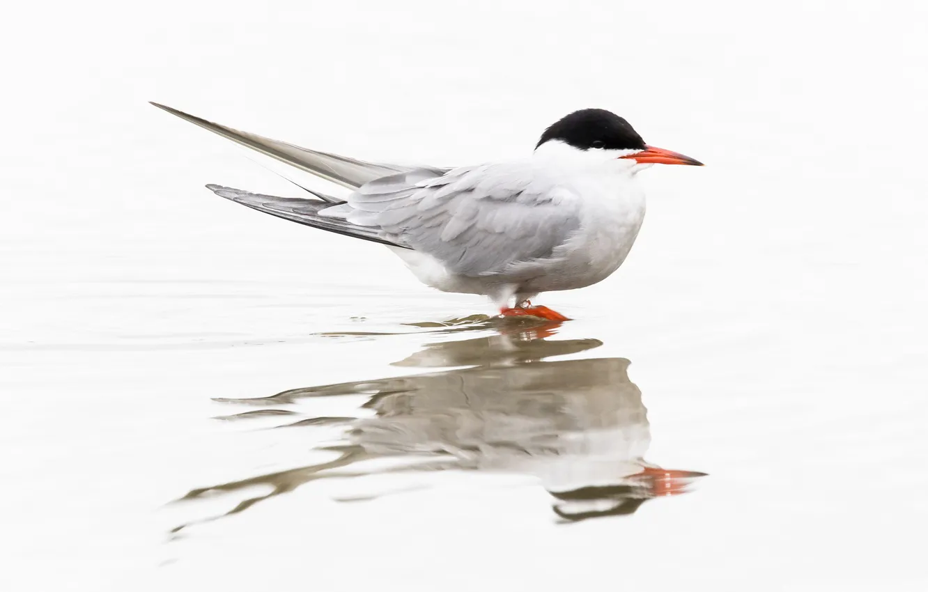 Photo wallpaper reflection, bird, beak, river tern