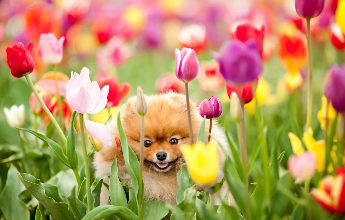 Photo wallpaper field, flowers, dog