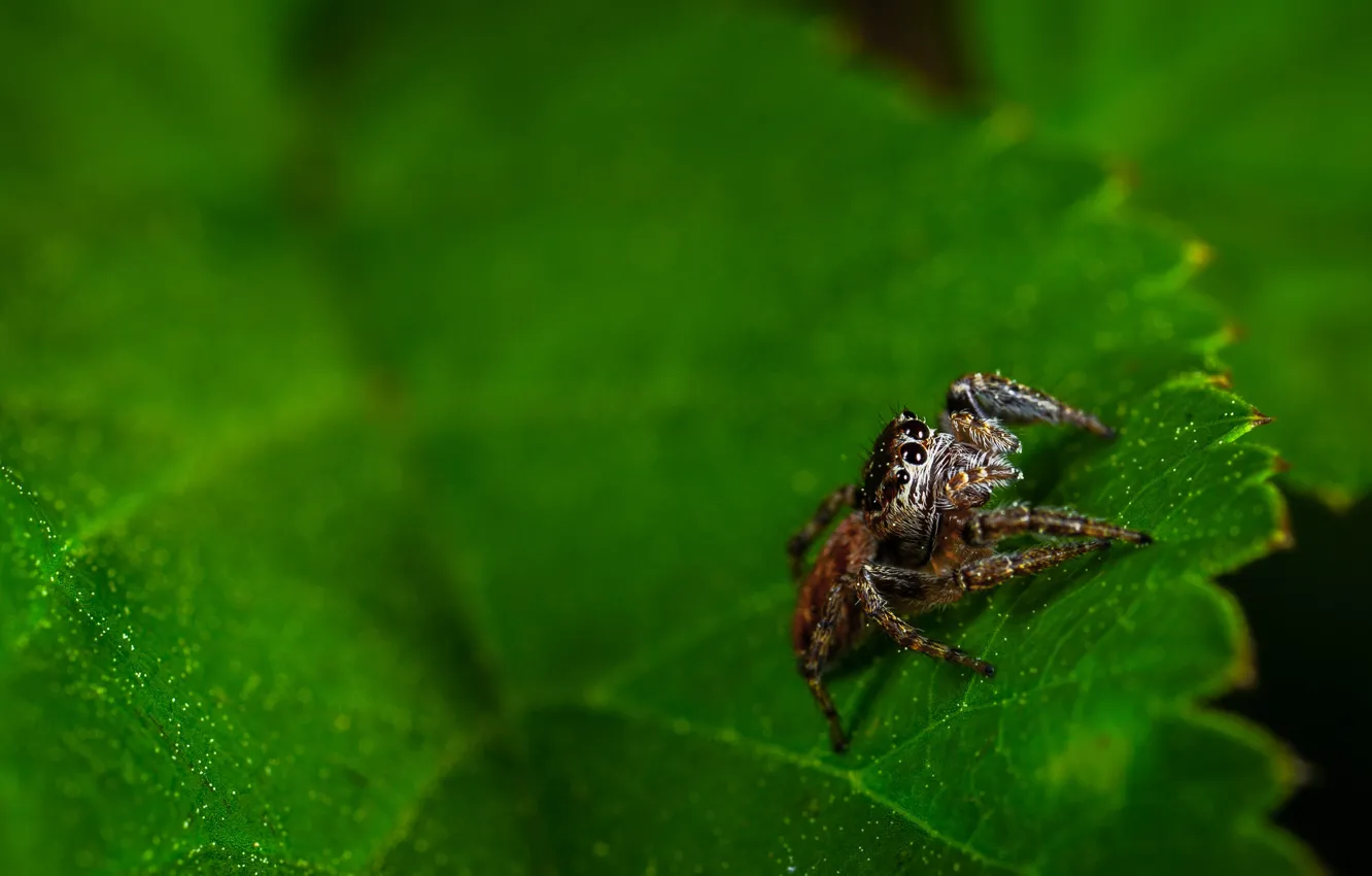 Photo wallpaper Macro, Sheet, Leaf, Spider, Plant, Little, Spider, Insect