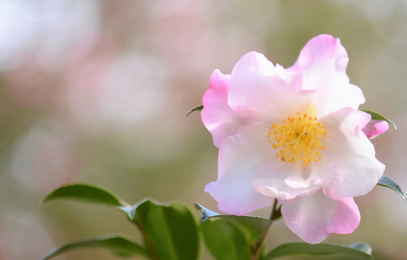 Photo wallpaper flower, background, gentle, pale pink