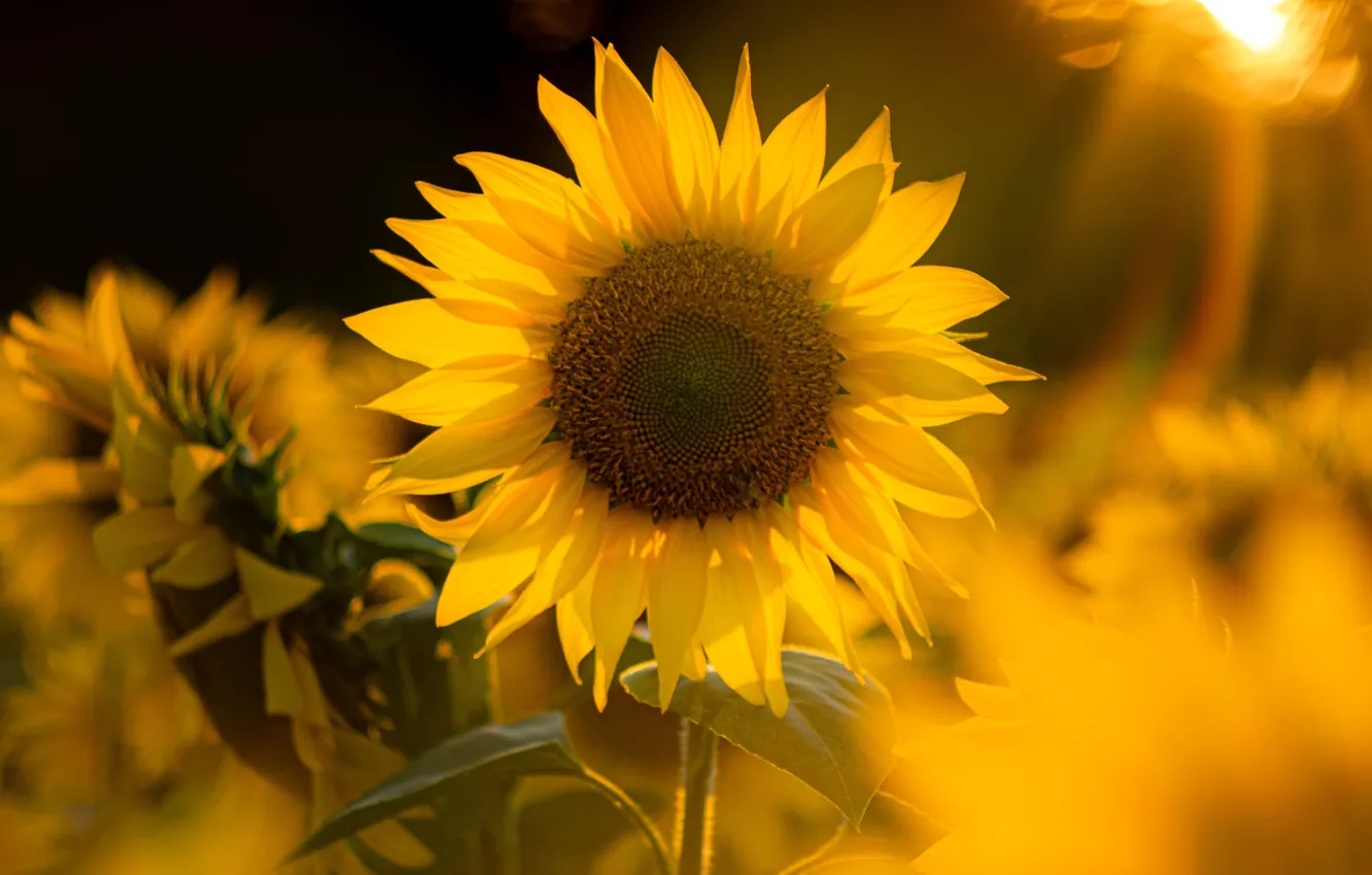 Photo wallpaper summer, the sun, rays, light, sunflowers, flowers, yellow, bokeh