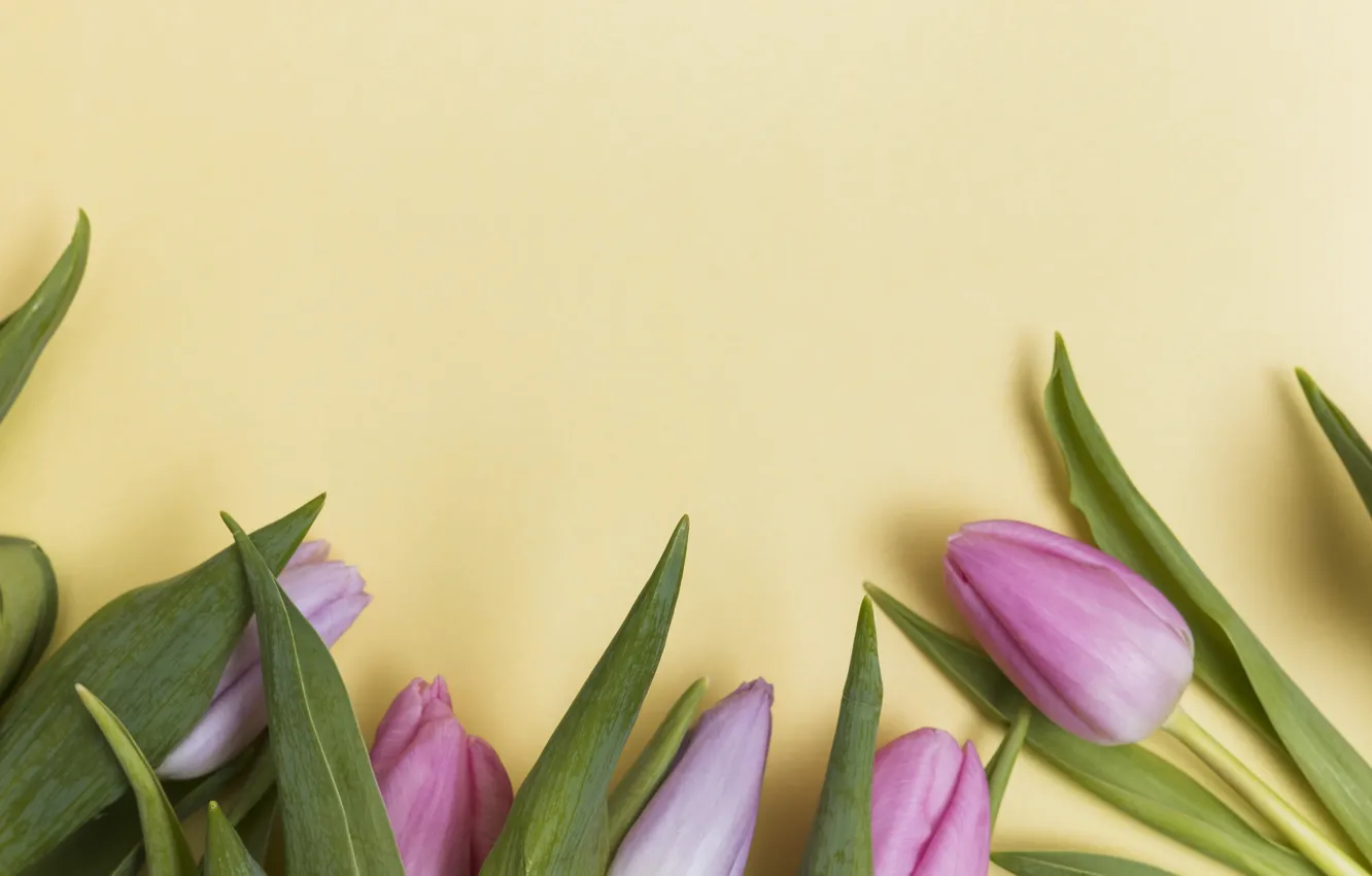 Photo wallpaper leaves, flowers, tulips, buds