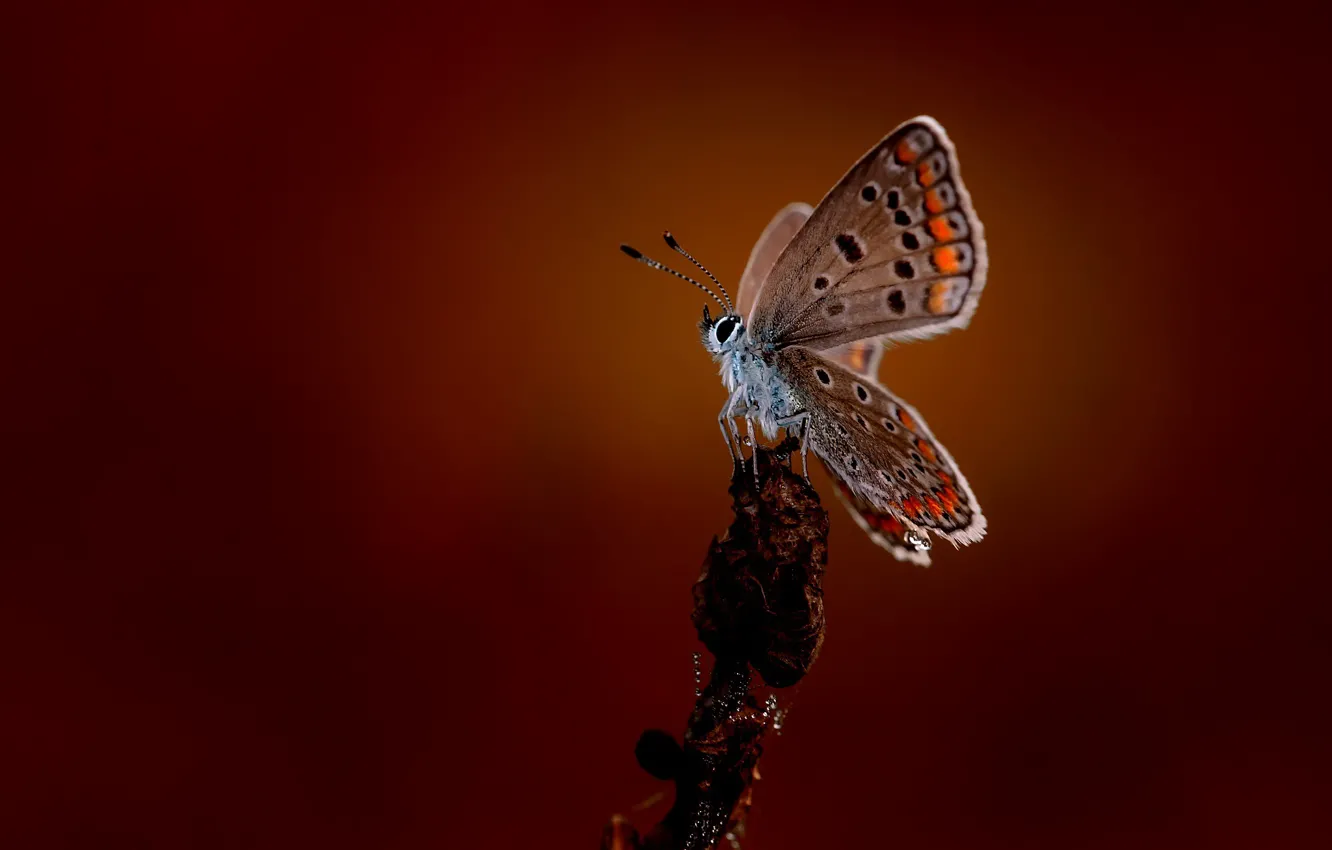 Photo wallpaper macro, butterfly, butterfly