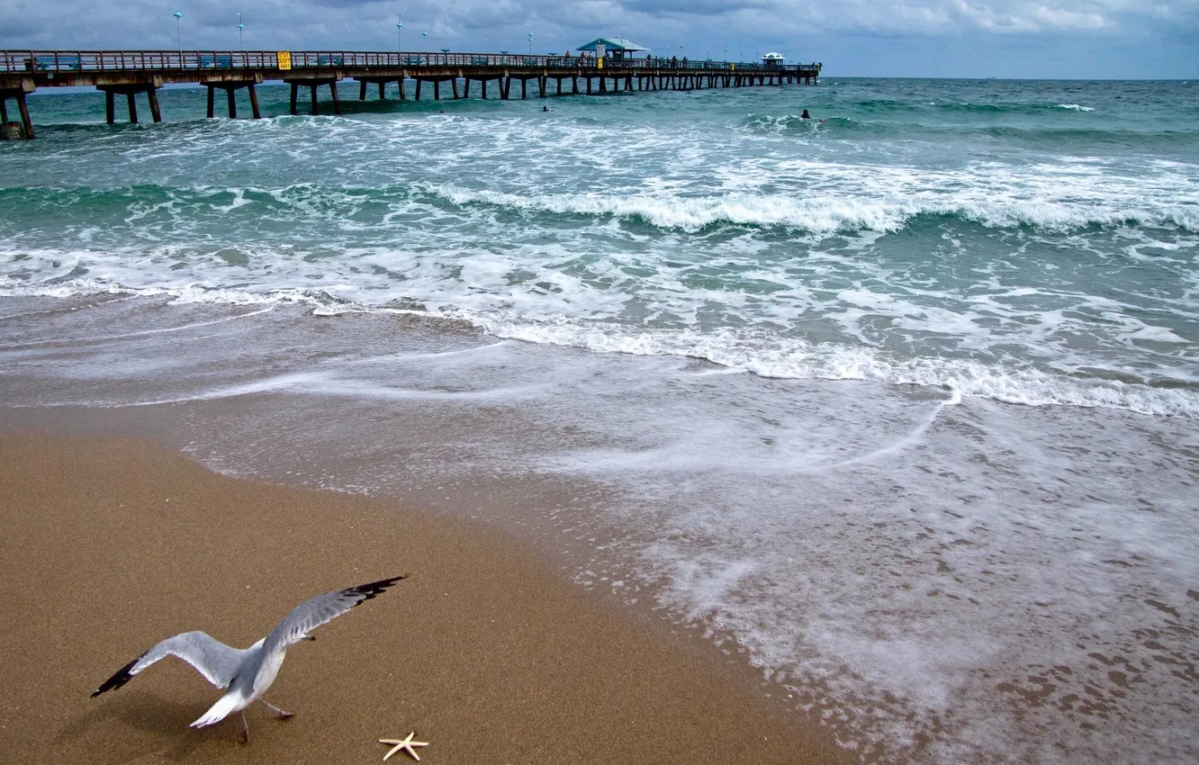 Photo wallpaper bridge, coast, seagulls, The Atlantic ocean, Atlantic Ocean