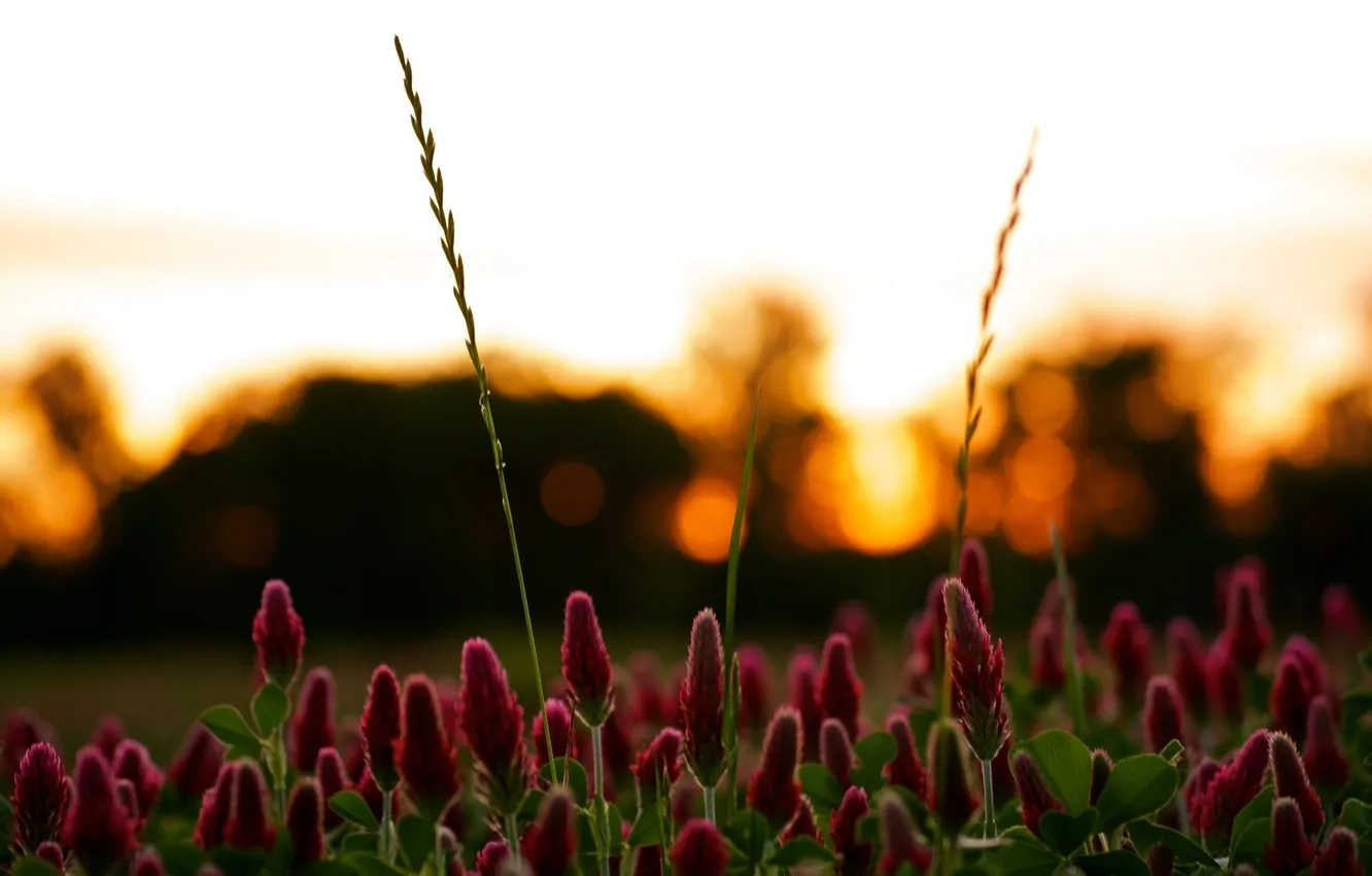 Photo wallpaper the sky, leaves, sunset, glare, blur, pink, flowers, a blade of grass