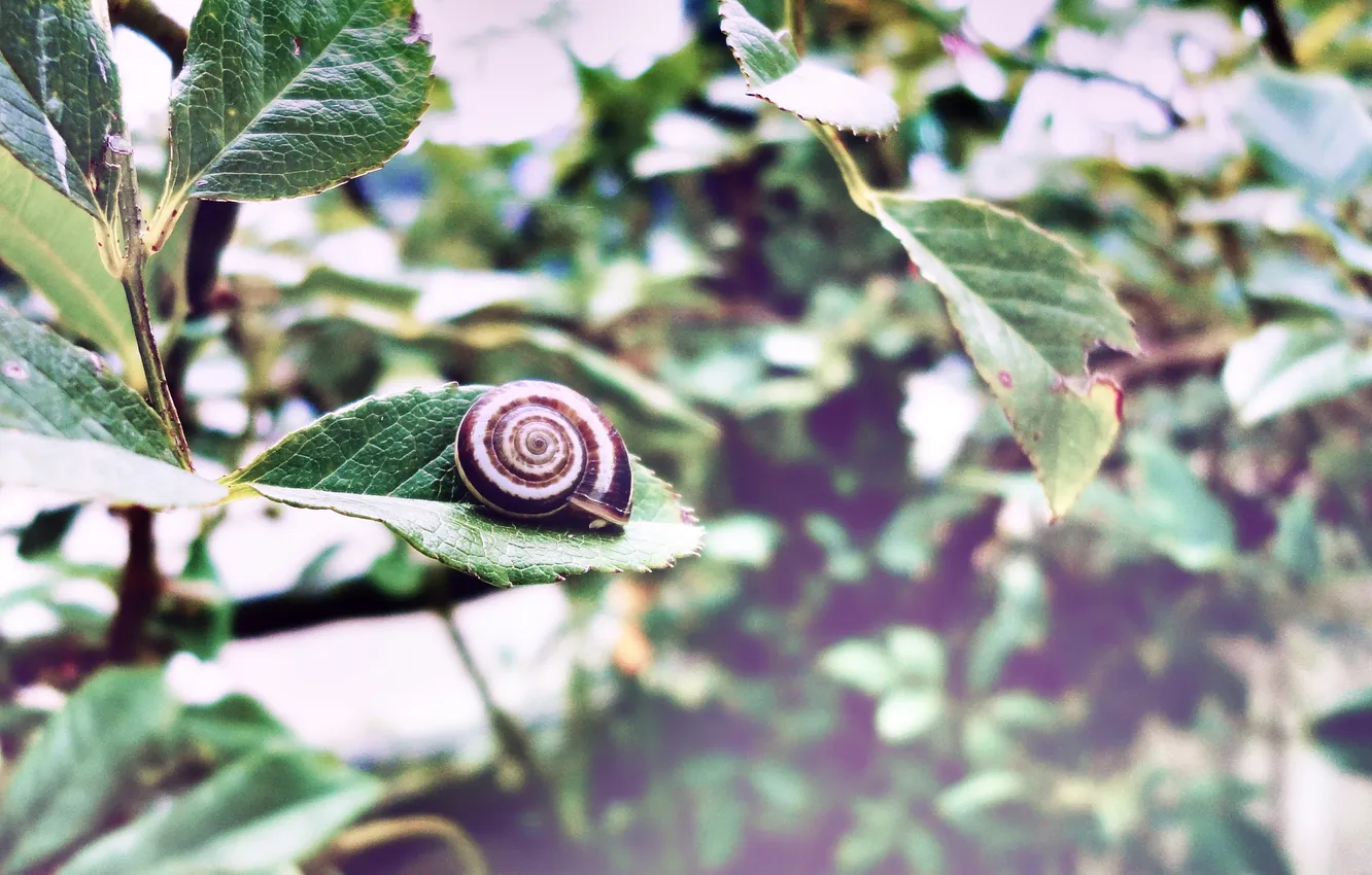Photo wallpaper leaves, snail, macro, leaf, Mollusk