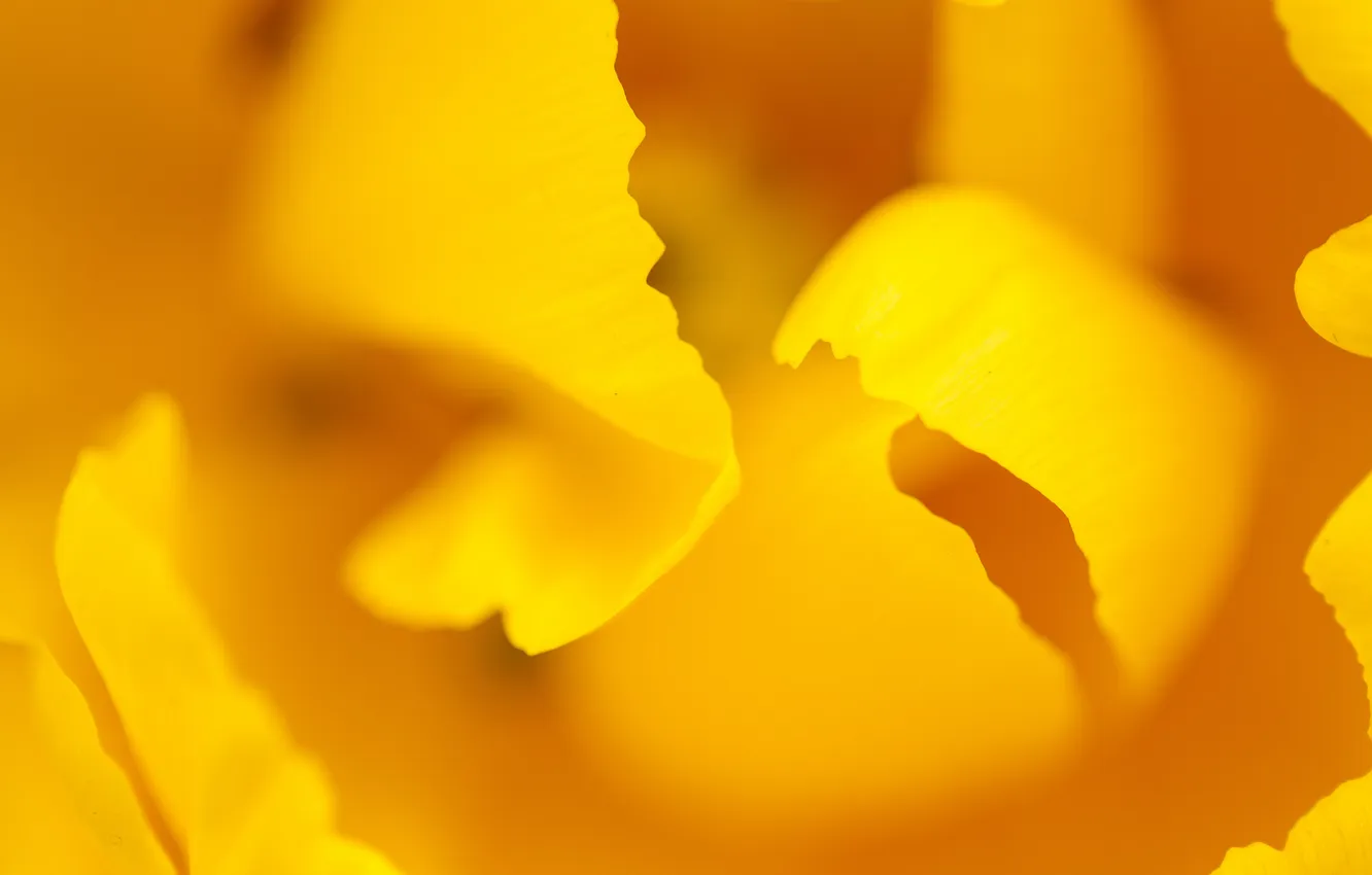 Photo wallpaper macro, yellow, nature, tulips