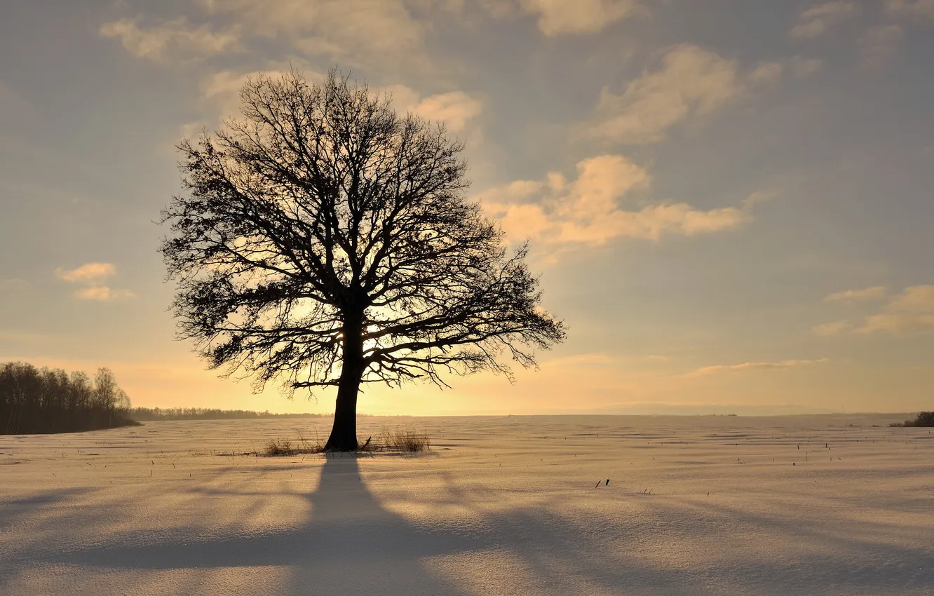 Photo wallpaper winter, field, snow, trees