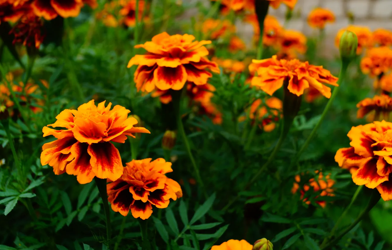 Photo wallpaper green, orange, marigolds