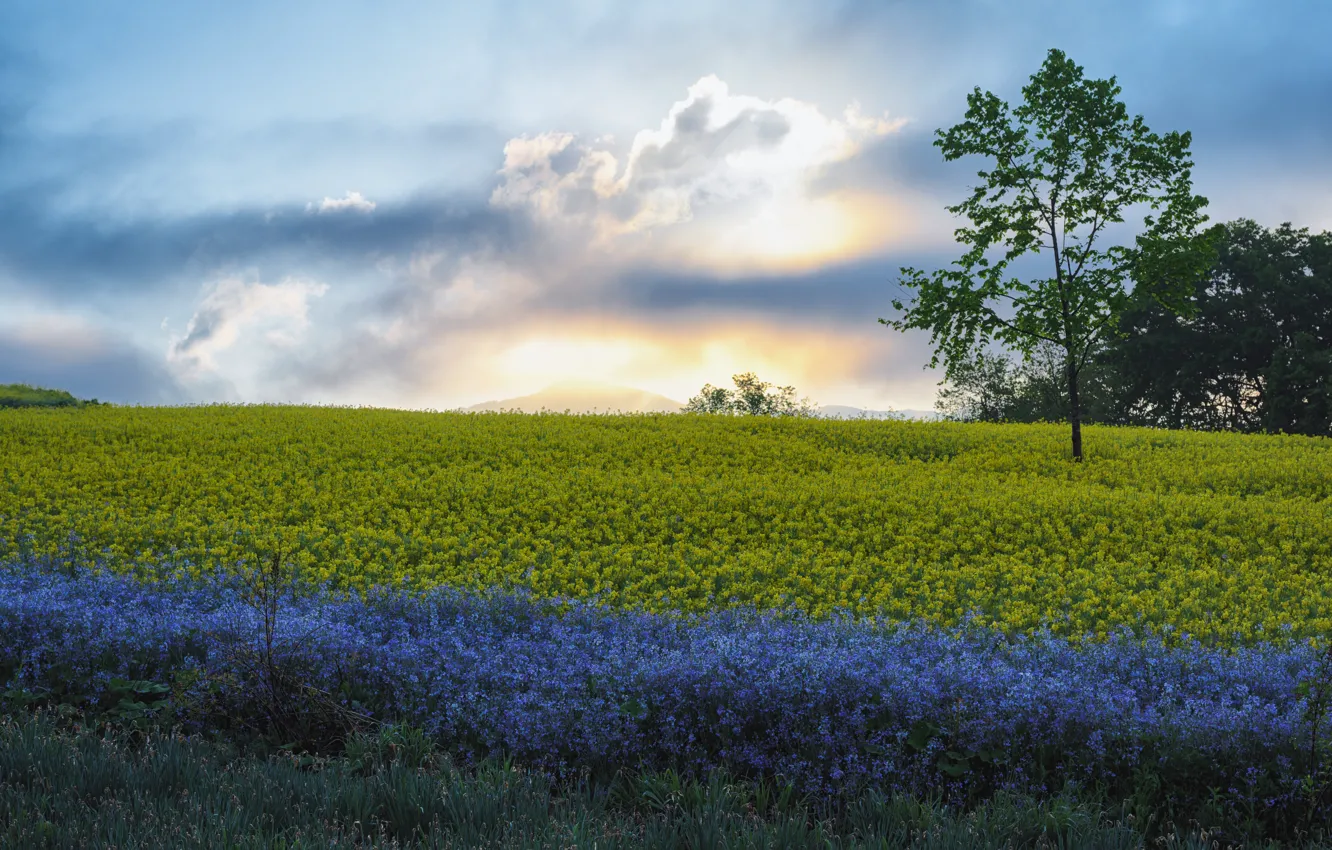Photo wallpaper field, the sky, clouds, light, trees, flowers, blue, yellow