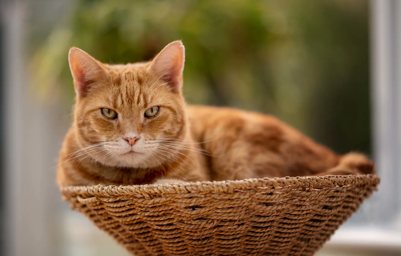 Photo wallpaper cat, cat, look, red, muzzle, basket, bokeh, cat