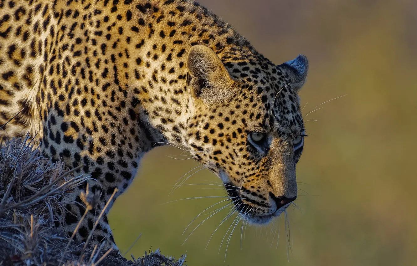 Photo wallpaper face, background, predator, leopard, wild cat