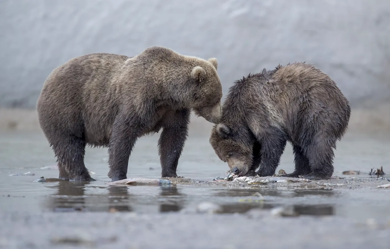 Photo wallpaper bears, bear, bear