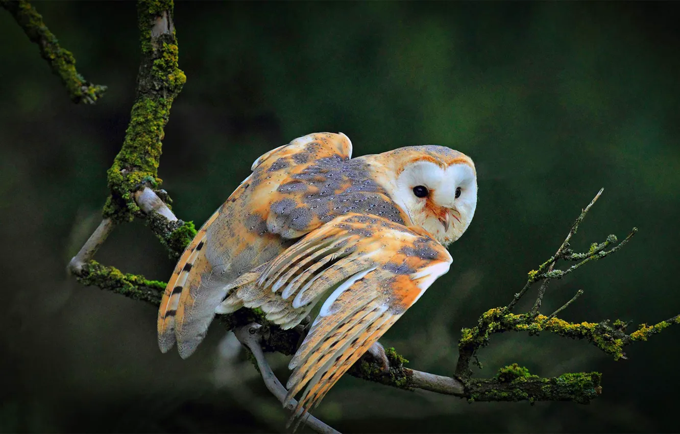 Photo wallpaper owl, bird, branch, common barn owl