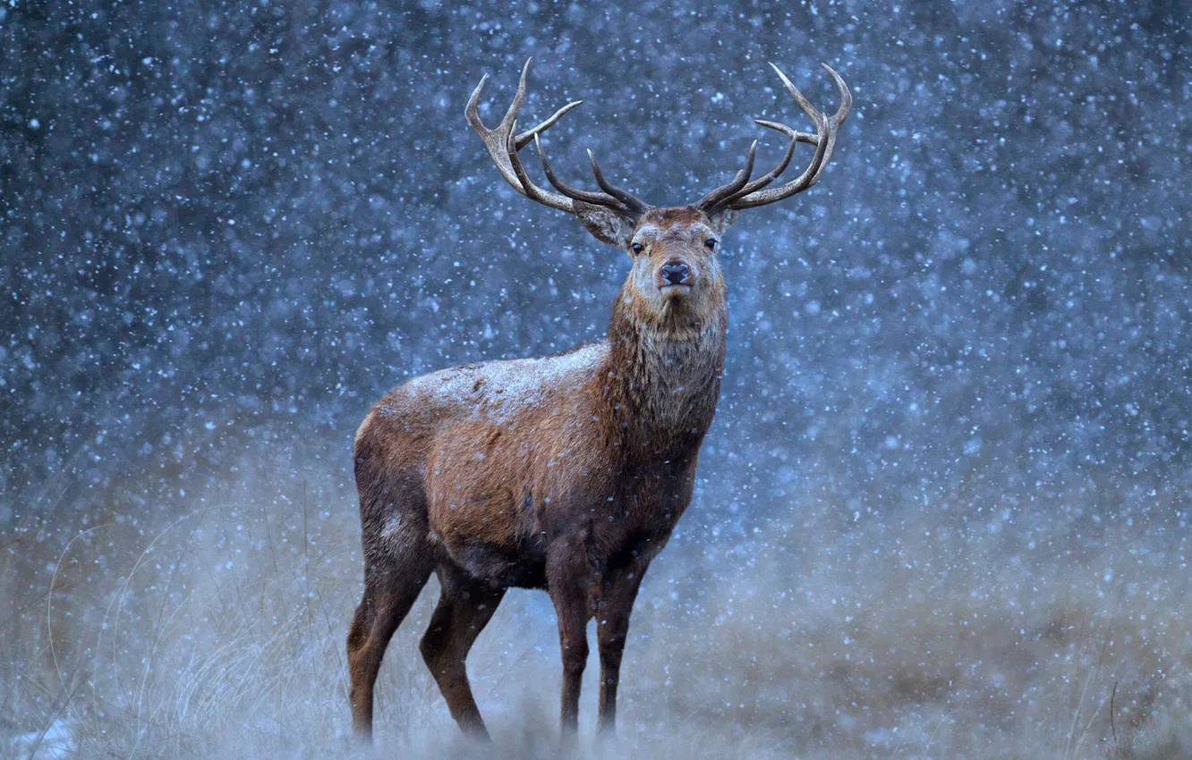 Photo wallpaper snow, nature, horns, deer