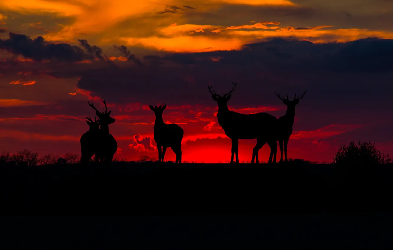 Photo wallpaper deer, silhouettes, bloody sunset