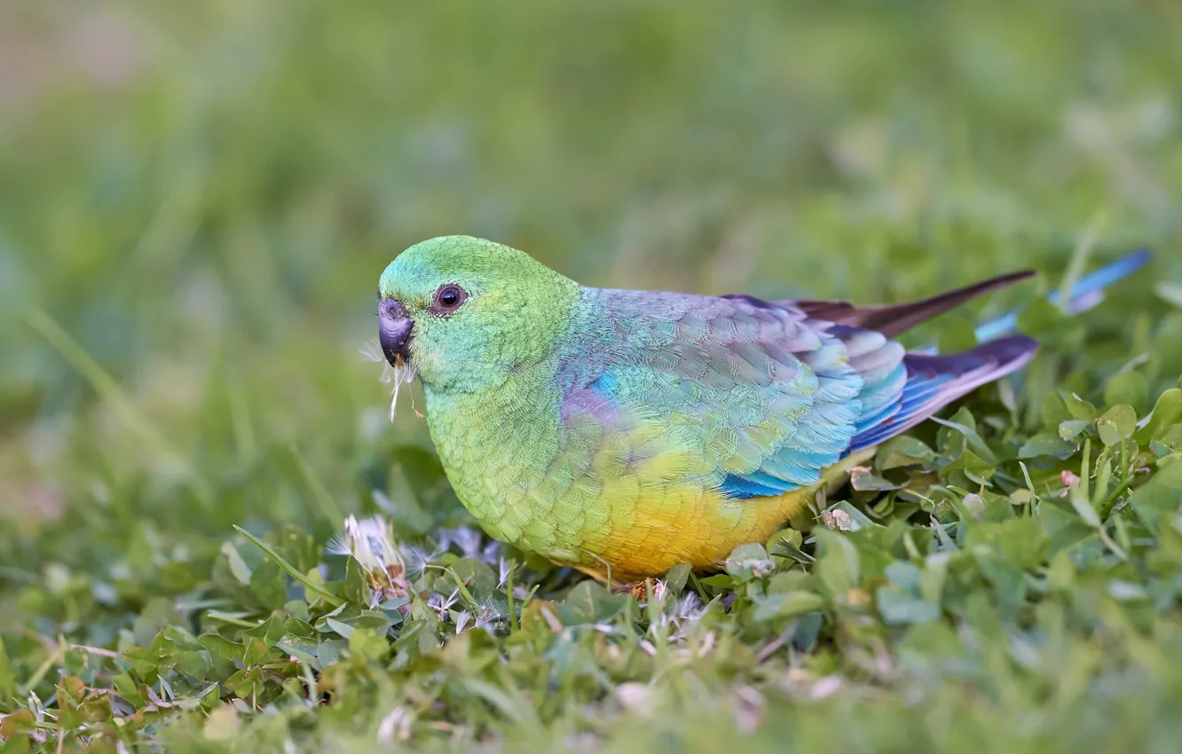 Photo wallpaper grass, bird, glade, parrot, wavy